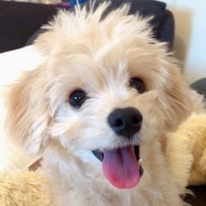 Meet your Posher, Frankie